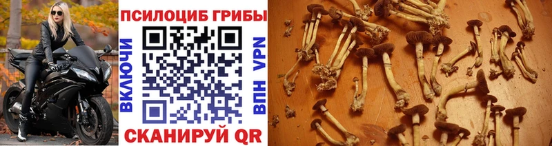 купить  цена  Славгород  Псилоцибиновые грибы GOLDEN TEACHER 
